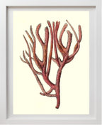 Spongia rubicunda