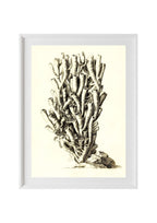 Caryophyllia antophyllum