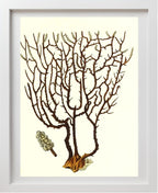 Gorgonia placomus 3