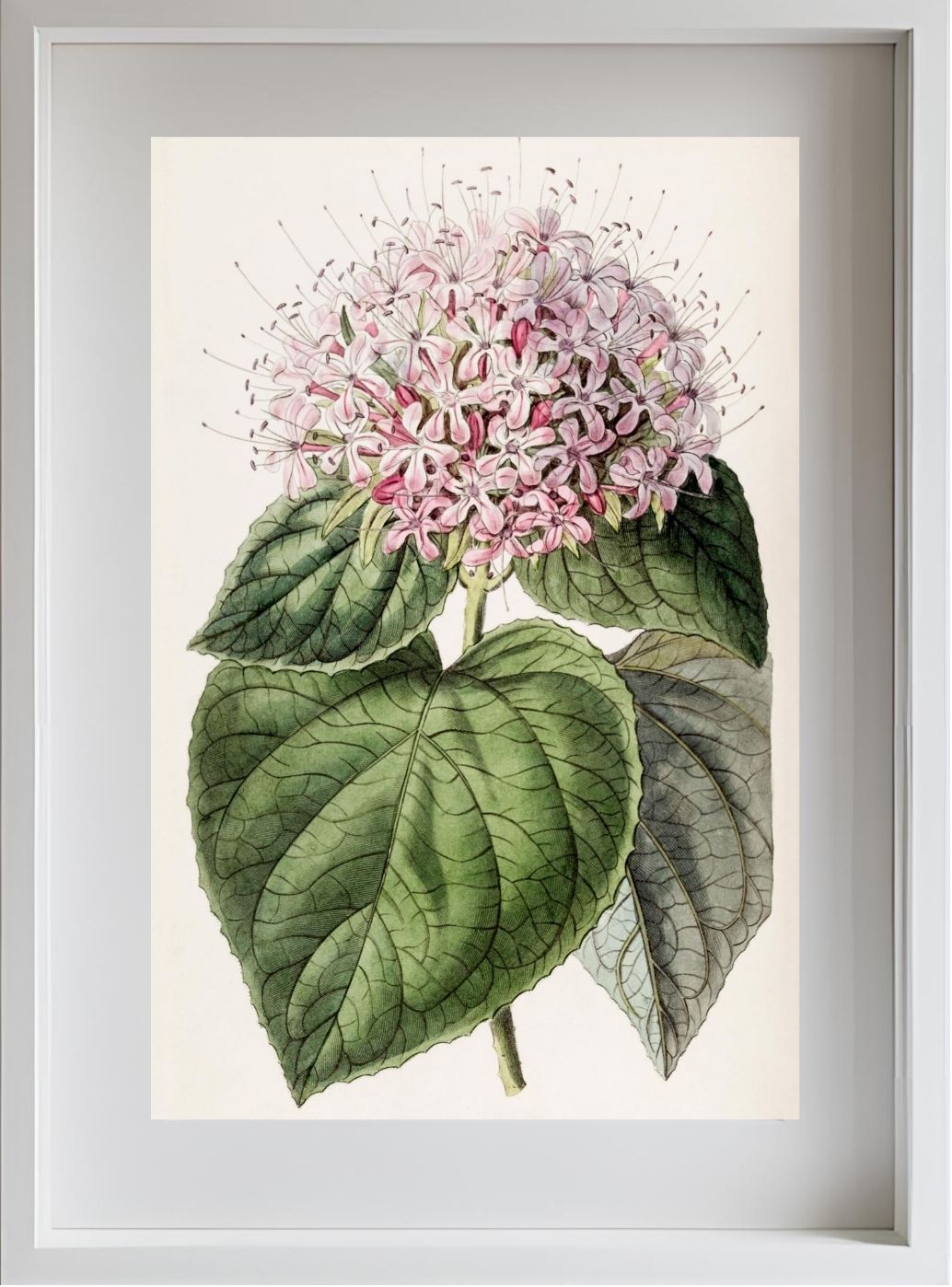 Fragrant Clerodendron