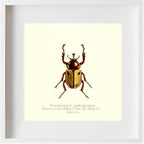 Brachysiderus Quadrimaculatus