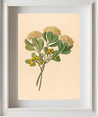 Pentandria Mon. (Pittosporum Viridiflorum)