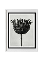 Centaurea Ruthenica (Star Thistle)