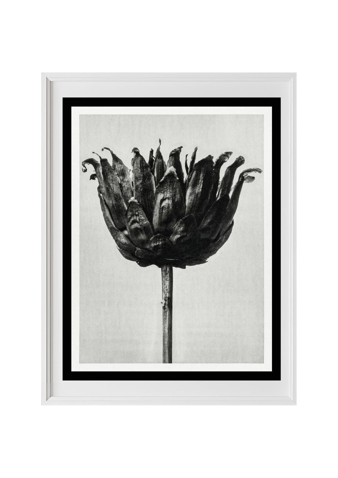 Centaurea Ruthenica (Star Thistle)