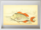 Edible Lethrynus