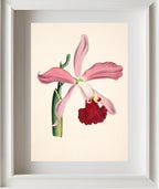 Laelia Elegans