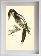 Hairy Woodpecker