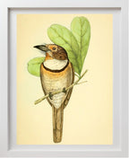 Striped Puff Bird