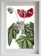 Umbel-flowered Mallow