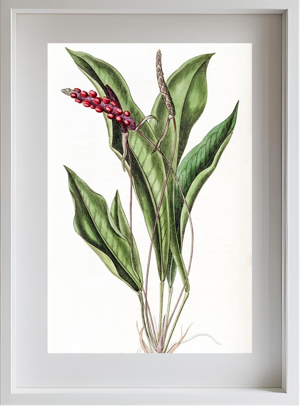 Slender Anthurium