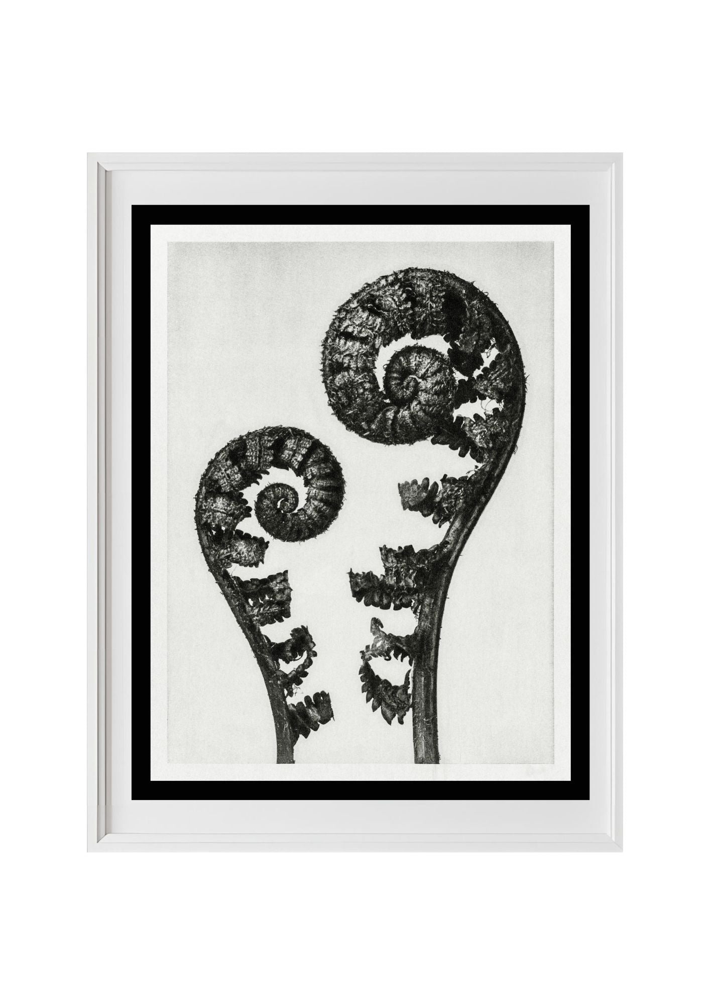 Aspidium Filix Mas (Shield Fern Fronds)