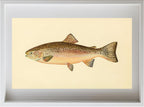 The Rainbow Trout (Adult Male) Salmo-Irideus