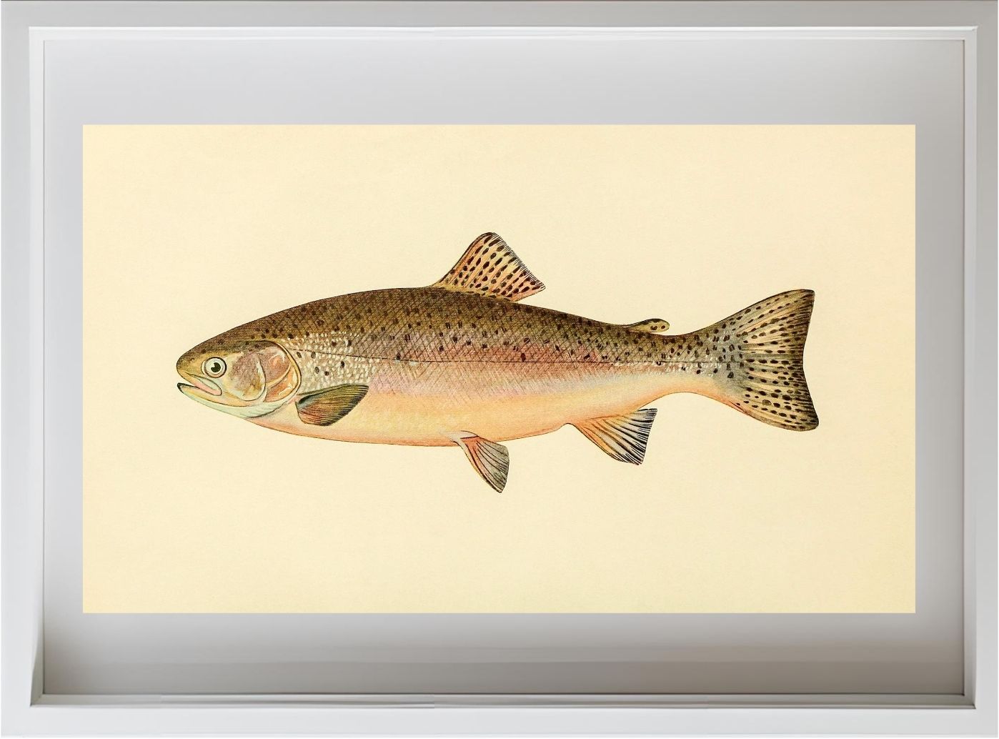 The Rainbow Trout (Adult Male) Salmo-Irideus