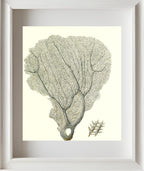 Gorgonia flabellum