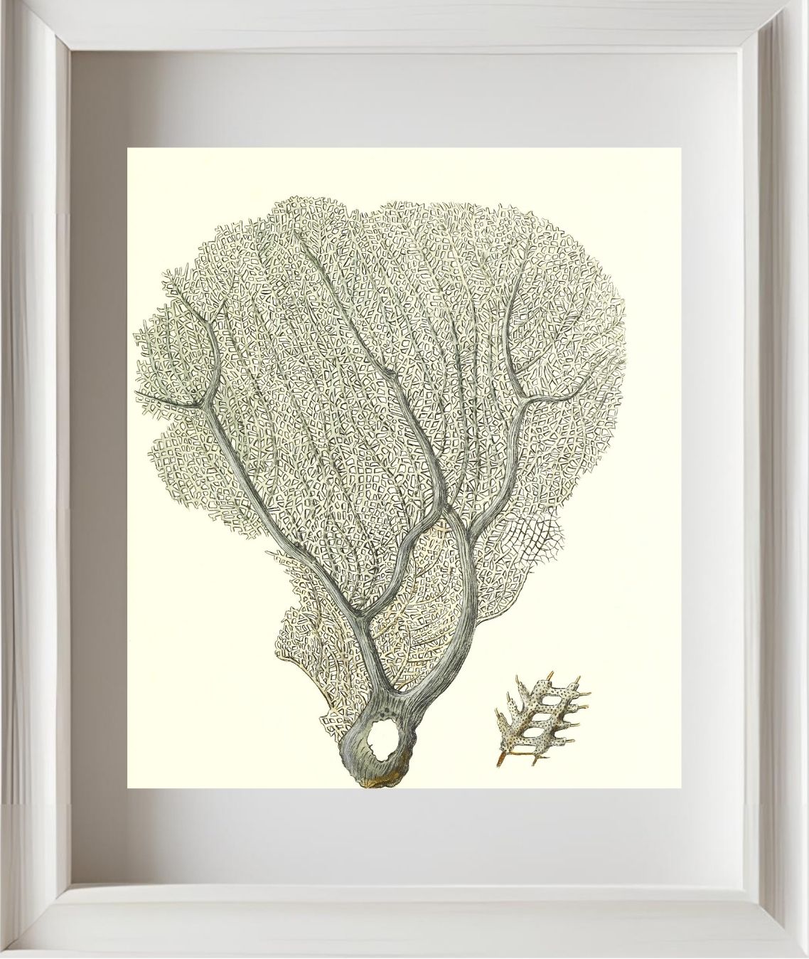 Gorgonia flabellum