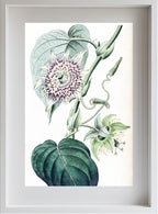 Strapped Passion-flower