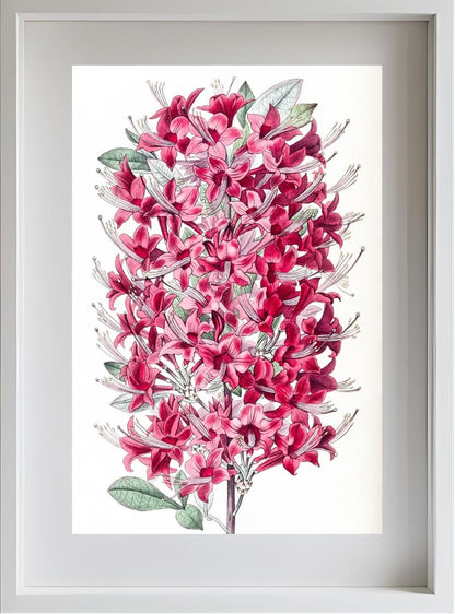 The Highclere Scarlet Azalea