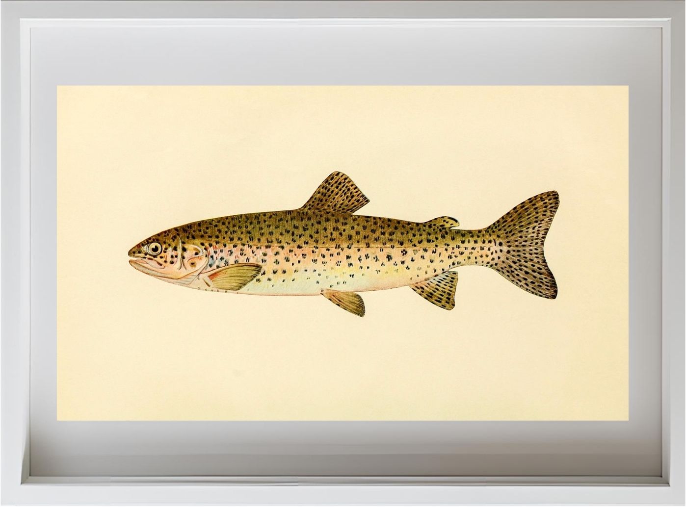 The Steelhead Trout (Adult Male) Salmo-Rivularis