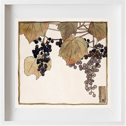 Frost Grape