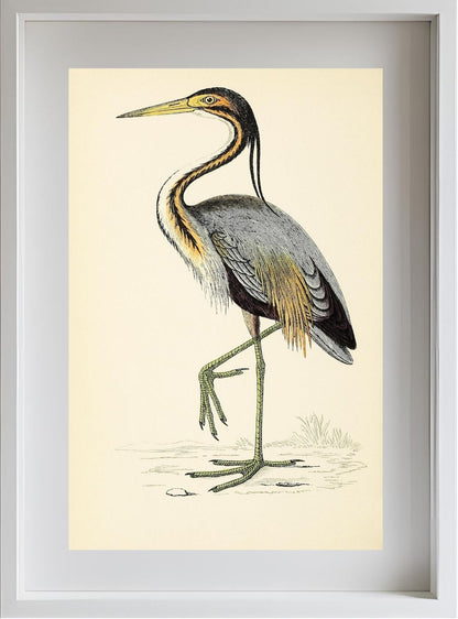 Purple Heron