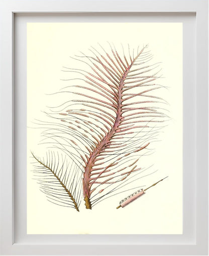 Gorgonia fetofa