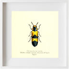 Chrysochroa Lordi