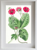 Russell's Potentilla