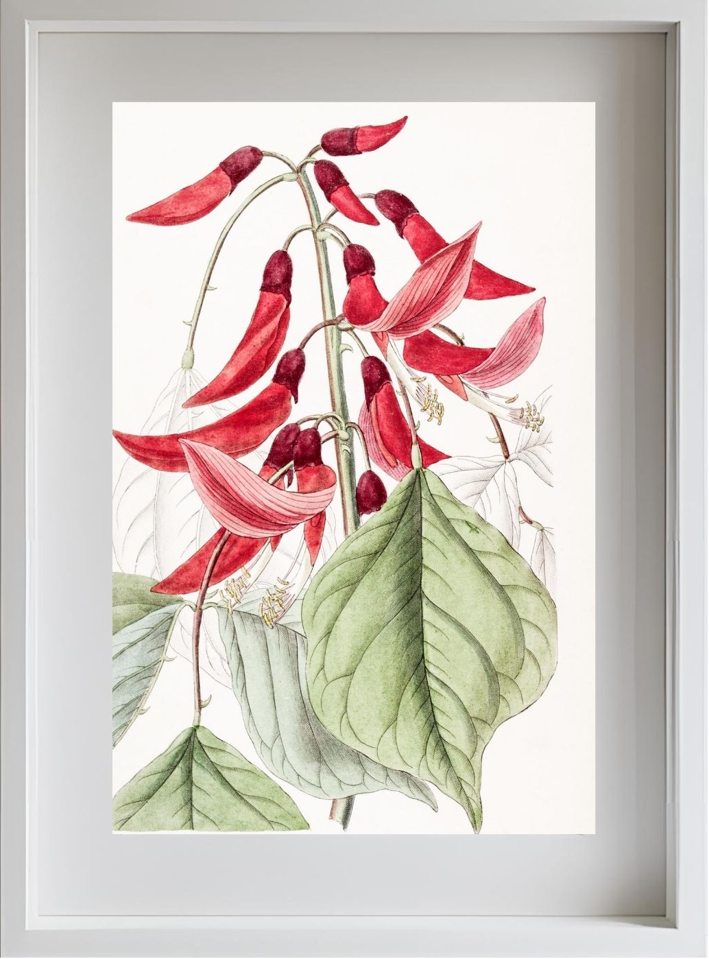 Mr. Bidwill's Erythrina