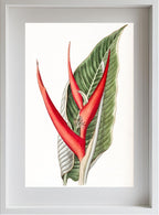 Powdered Heliconia