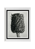 Cirsium Canum (Thistle) Flower Head
