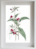 Mexican Two-Petalled Cuphea