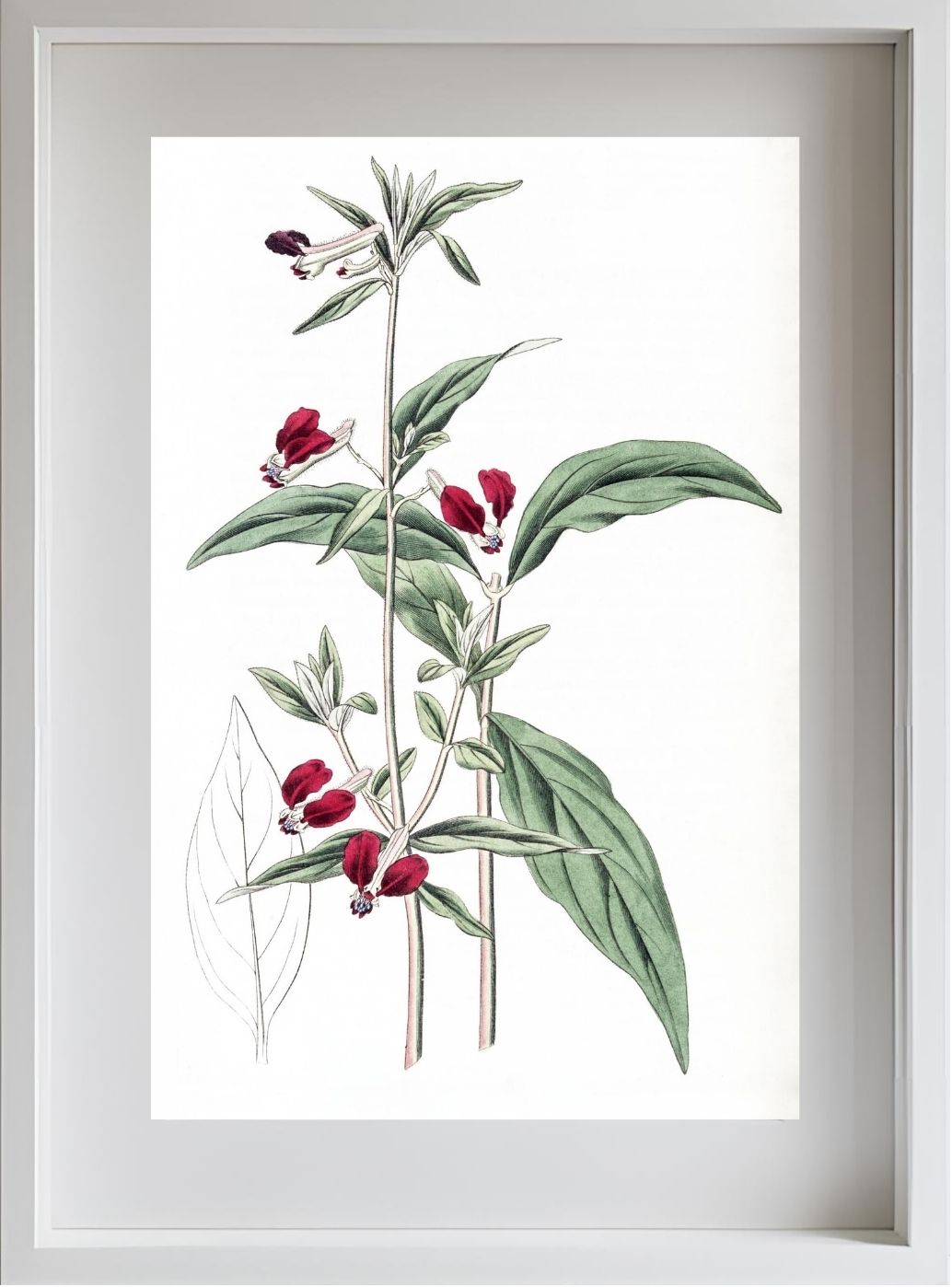 Mexican Two-Petalled Cuphea