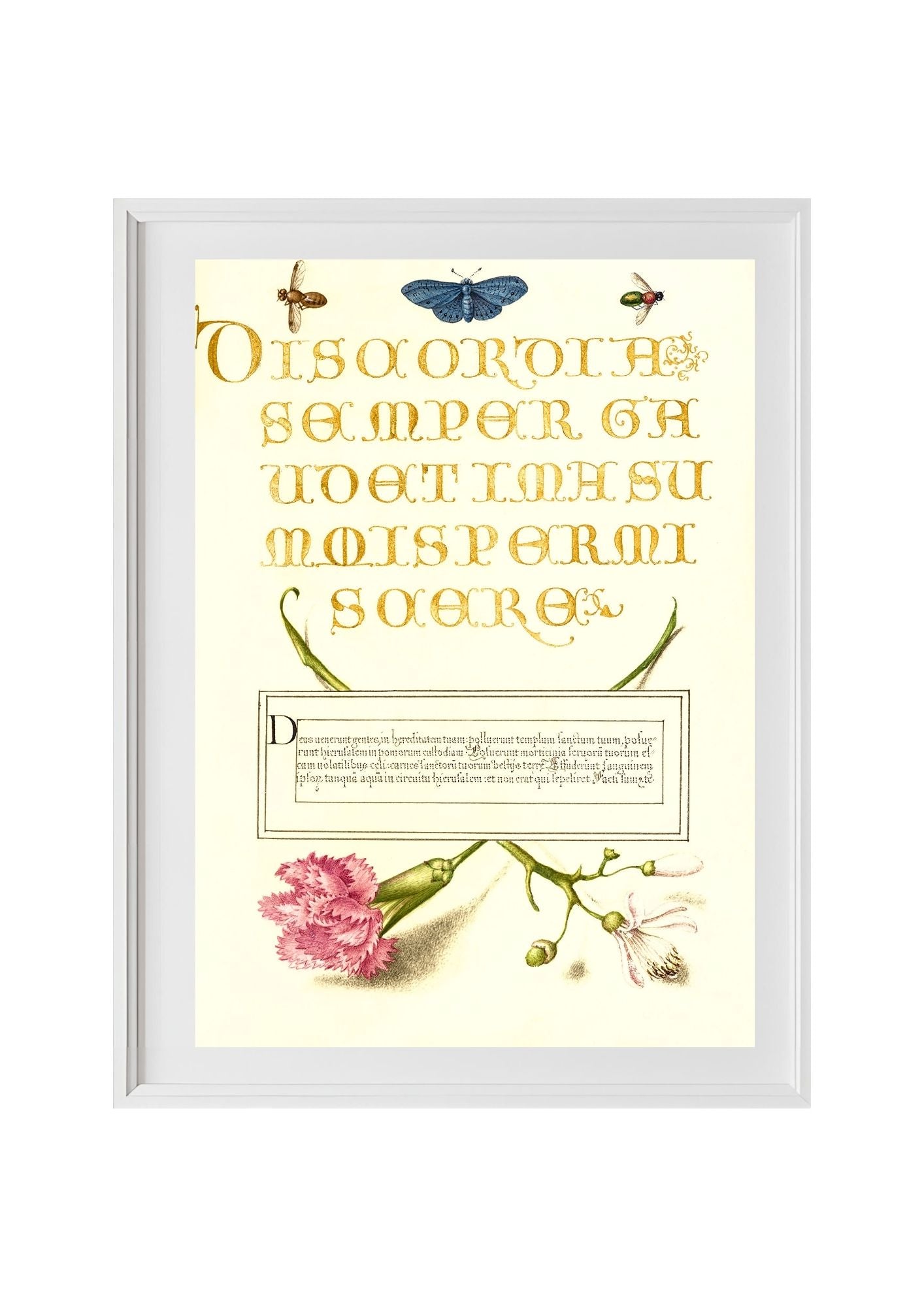 Insects, Carnation, and Judas Tree