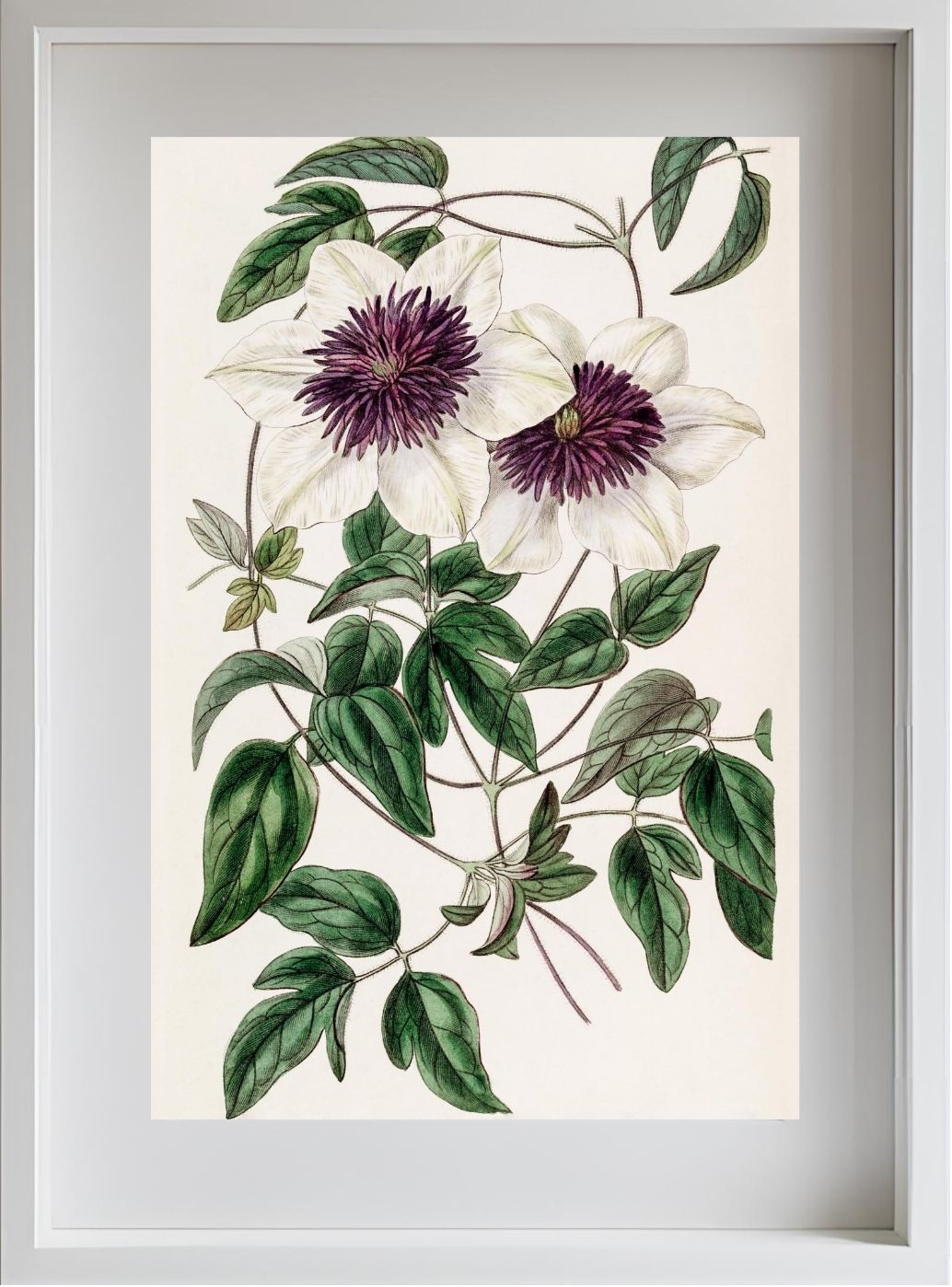 Siebold's Clematis