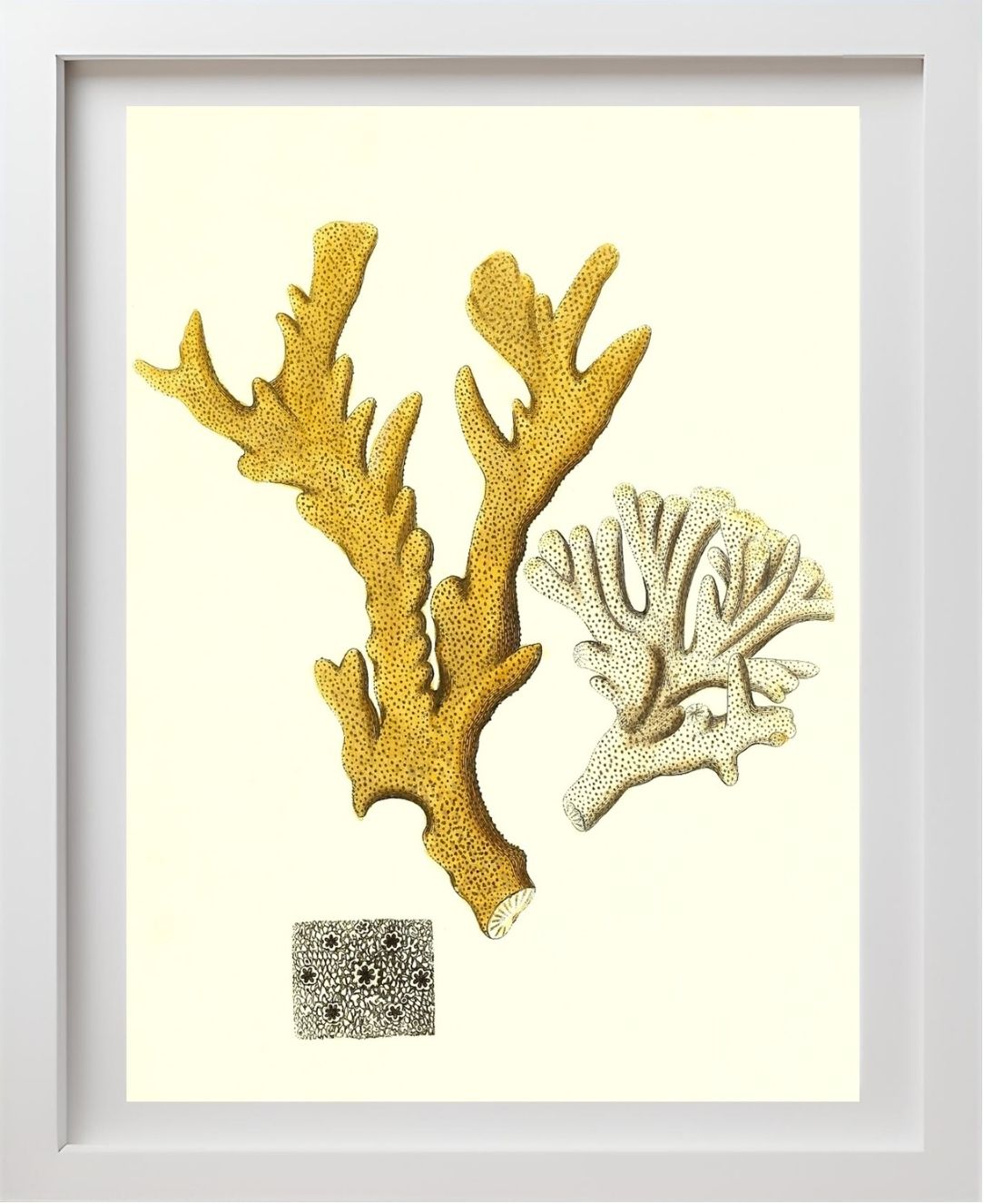 Millepora compresfa