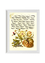 Insect, Moth Mullein, Forget-Me-Not, and Tomato