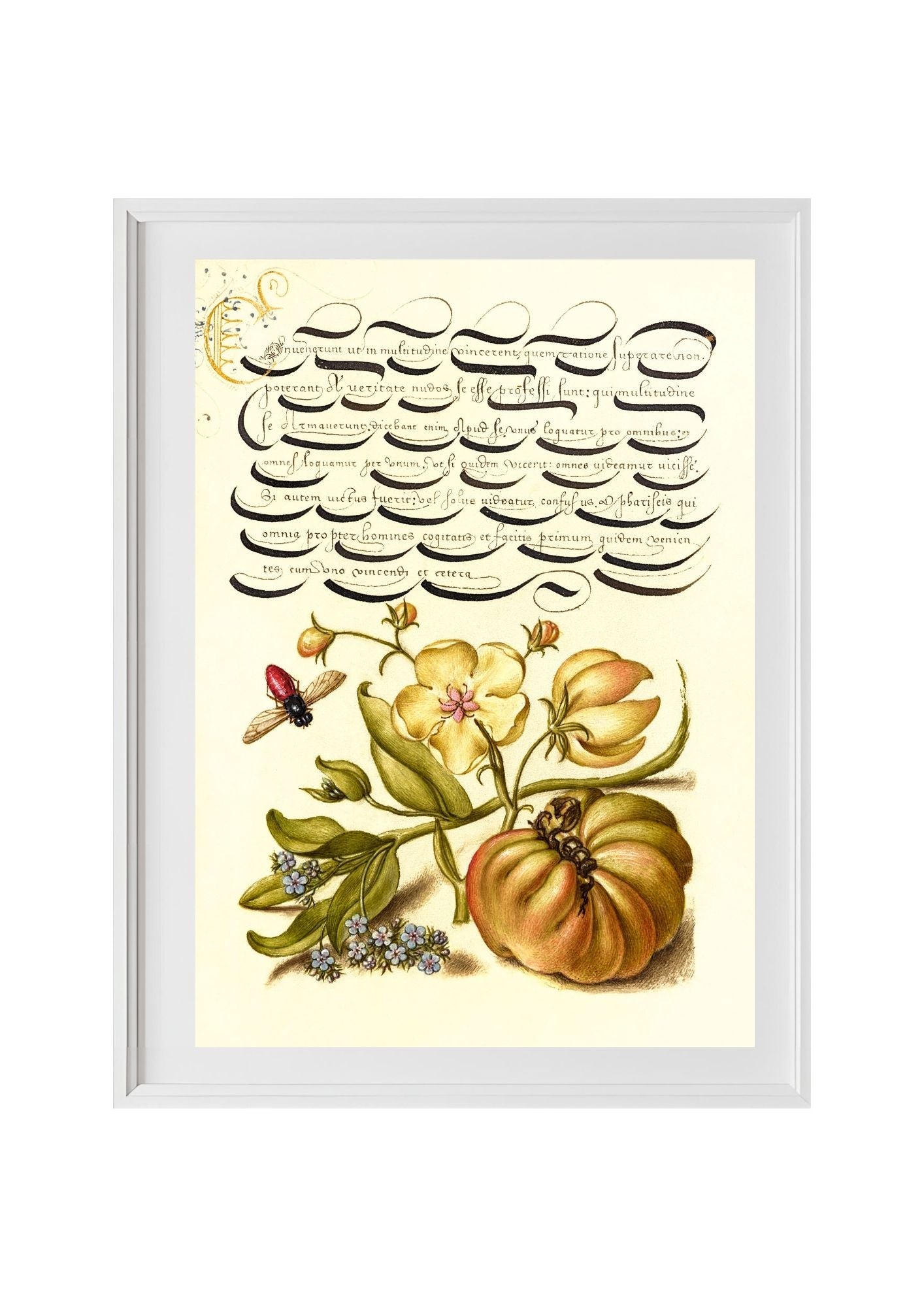 Insect, Moth Mullein, Forget-Me-Not, and Tomato