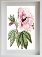 Splendid Hibiscus