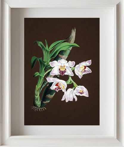 Chysis Aurea Var Lemminghei