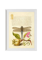 Dragonfly, Pear, Carnation, and Insect