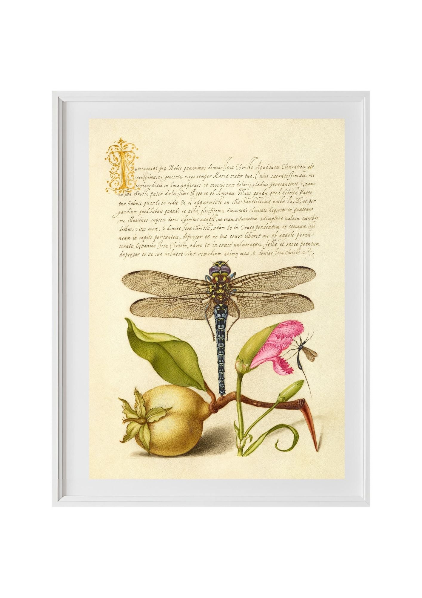 Dragonfly, Pear, Carnation, and Insect