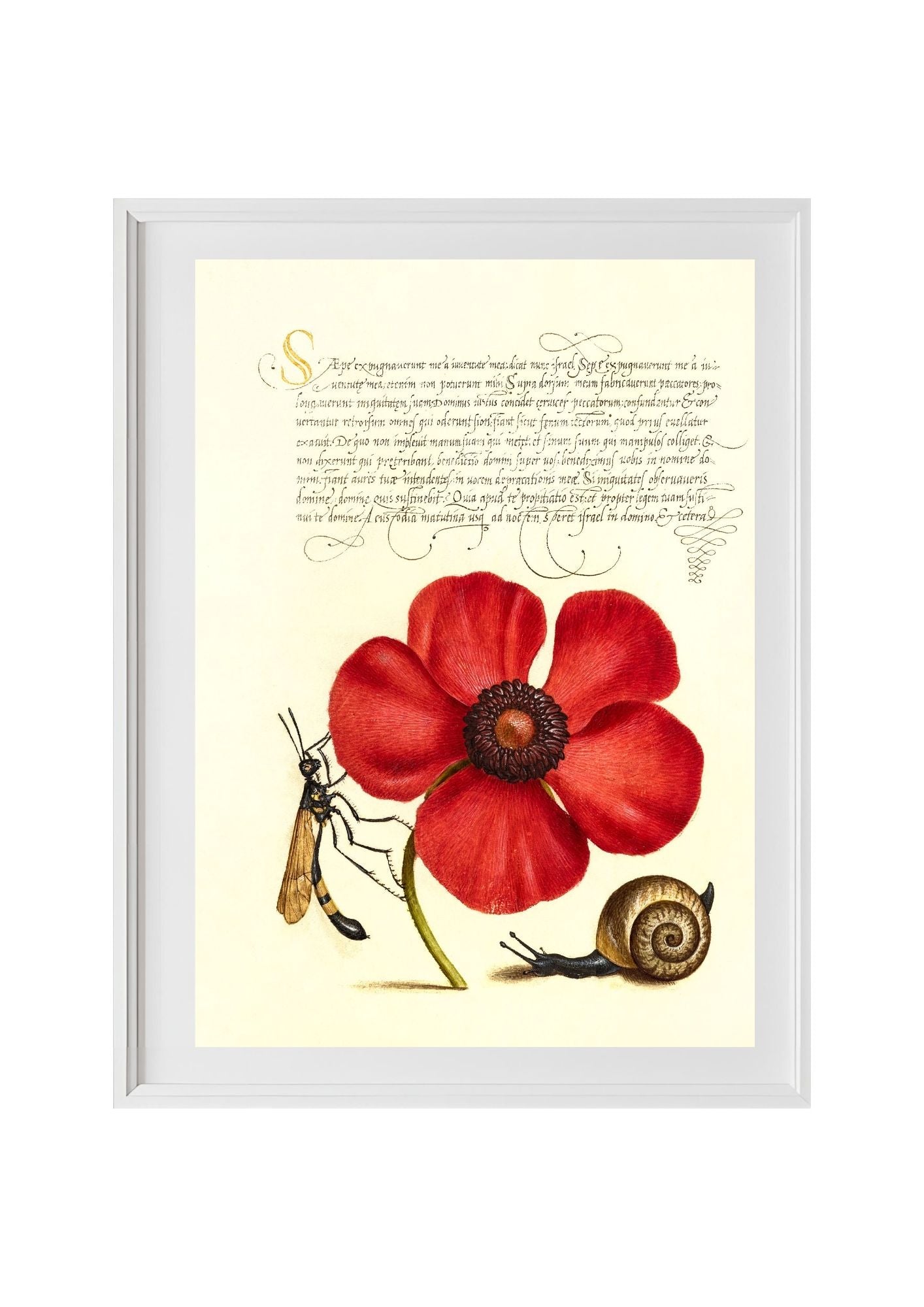 Terrestrial Mollusk, Poppy Anemone, and Crane Fly