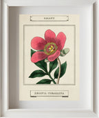 Paeony