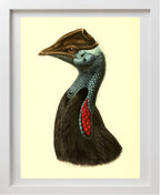Casuarius Picticollis Hecki