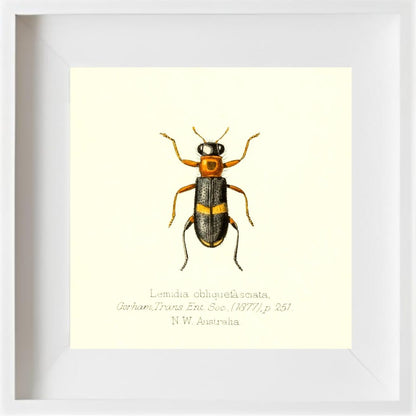 Lemidia Obliquefasciata