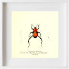 Copturus Eximius