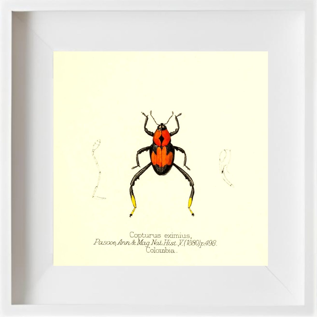 Copturus Eximius