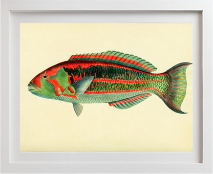 Scarus Georgii
