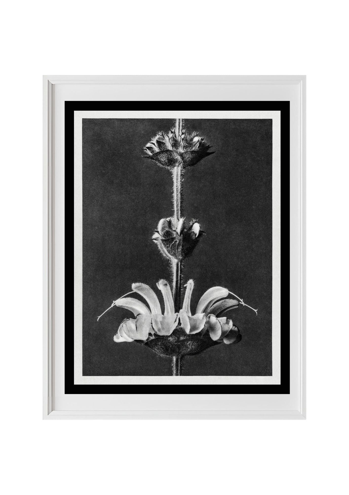 Salvia argentea (Silver Sage)