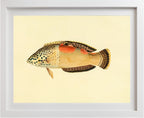 Labrus Aureo-Maculatus
